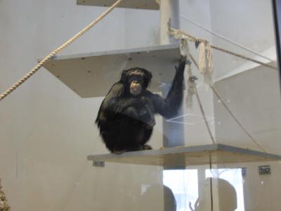 円山動物園のレディに会いに!