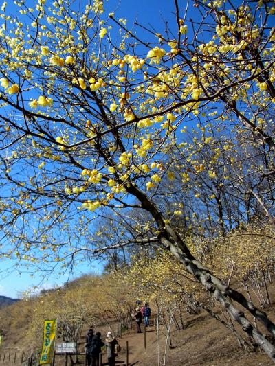 2度目の宝登山蝋梅ハイキング