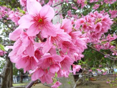 那覇の桜