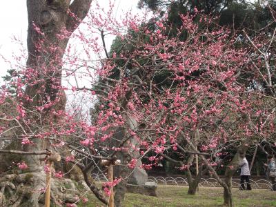 梅を見に、北野天満宮へ