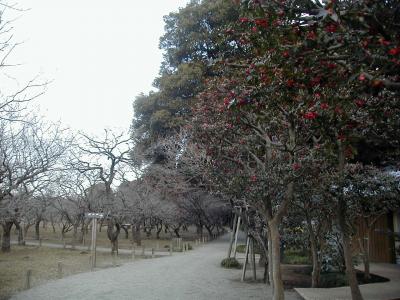 とても寒かった！偕楽園