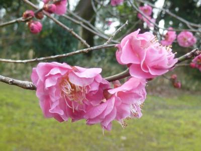 梅一輪一輪ほどの暖かさかな　豊田市平芝梅林公園にて