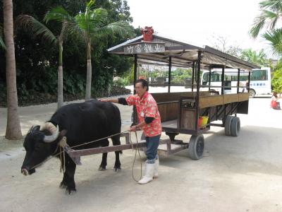 2012年2月竹富島探訪～水牛車観光