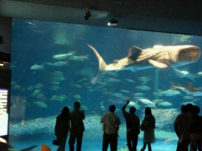 鹿児島市内　水族館