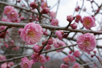 2012年、梅花の咲く頃