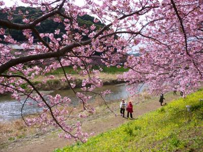 南伊豆町　青野川の桜並木