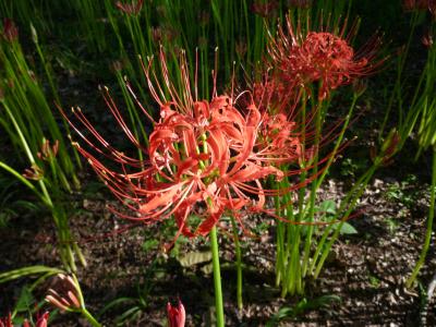 ゆる山ガール、日和田山ハイキングと曼珠沙華の巾着田へ