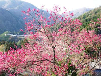 信州比叡・園原の里に花桃と駒つなぎの桜を訪ねる　