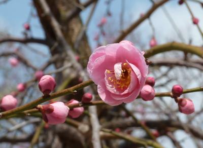 ★光市・冠山総合公園の梅を観に行きました。