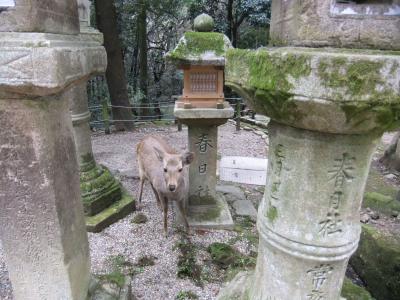 続・季節は冬☆京都③　なんと・・・帰った1週間後にまた来ちゃった、京都！今度は奈良もＧＯ！春日大社編