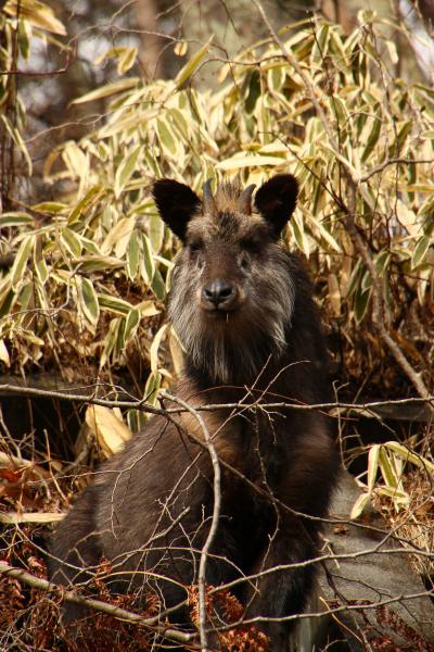 野生のカモシカに会いたい！【山梨発】ご当地グルメ・ワイン・温泉・サファリ？を楽しむ1泊2日　vol.1