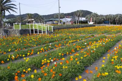 南房の花を見に　館山ファミリーパークと南房パラダイスを訪ねる旅