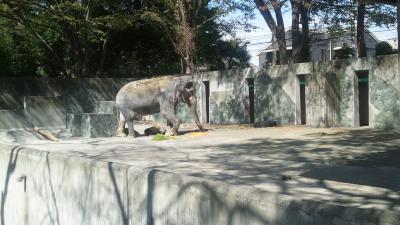 井の頭公園（動物園、象）