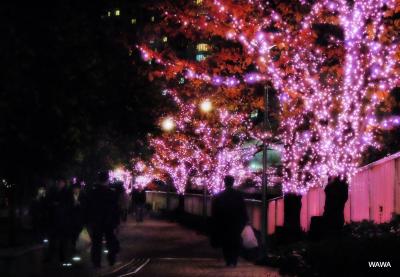 晩秋の夜桜（大崎）