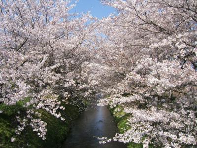 桜は名所だけじゃない