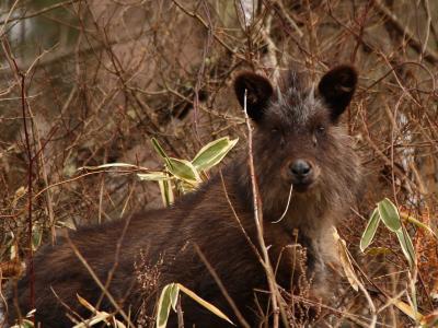 野生のカモシカに会いたい！【山梨発】ご当地グルメ・ワイン・温泉・サファリ？を楽しむ1泊2日　vol.2