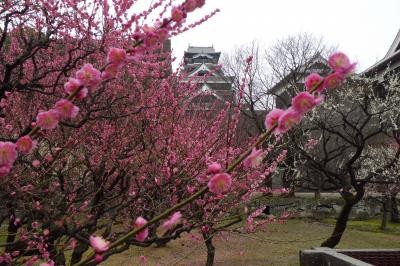 早春の福岡・熊本1泊2日の旅♪　２日目　日本三名城の熊本城と水前寺公園を訪ねる。　もちろんラーメンも(^^ゞ