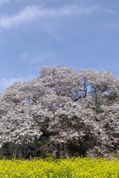 桜とチューリップと風車と。　/　千葉・印旛吉高の大桜