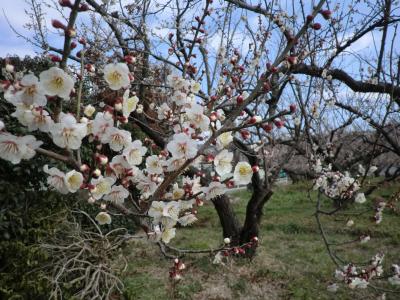 曽我の梅林と箱根竜宮殿、小田原のレストラン