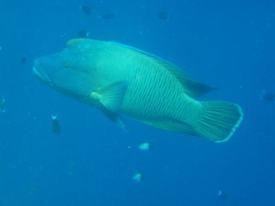 2010年1月マイルでパラオ