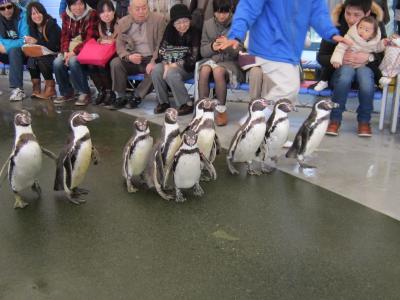 伊勢志摩国立公園の旅：鳥羽水族館　ペンギンの散歩