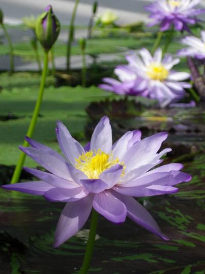 早春に 草津市立水生植物公園みずの森・滋賀県立琵琶湖博物館