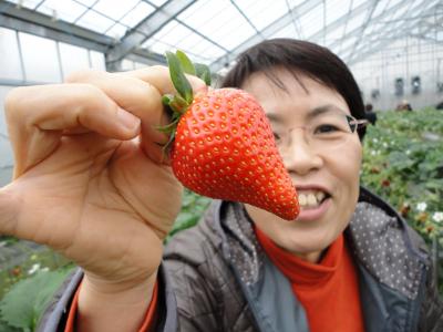 ドラゴンズパック「蒲郡いちご狩りとジャンボえびフライ」