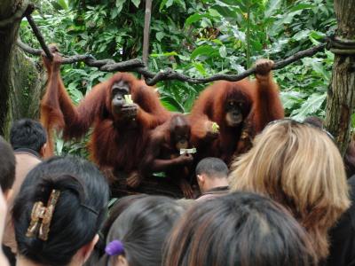 海外の動物園に行ってみたい！シンガポール動物園