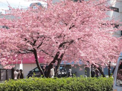 三浦海岸桜まつり