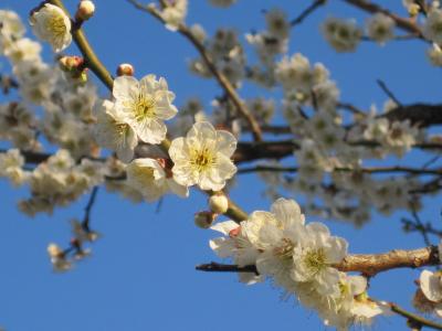 南房総・千倉で梅見さんぽ