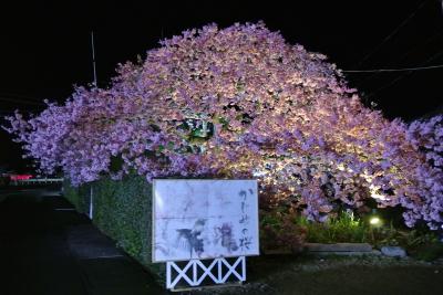 2012年3月 白田温泉から河津桜・吊るし雛 [1部] 夜桜