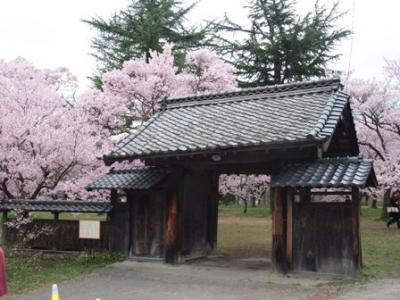 もうすぐ桜の季節：過去旅　信州花巡り★バスツアー.３　臥竜公園～高遠の桜