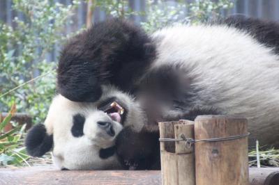 パンダを見なくても十分楽しい上野動物園（5）ジャイアントパンダ編：そうは言っても可愛かったシンシンとリーリー