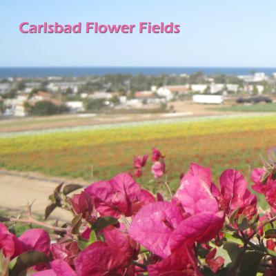 Carlsbad Flower Fields　　　カールスバッドの花畑