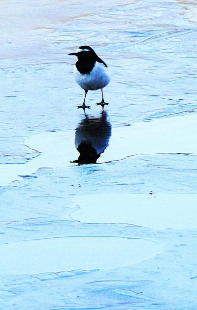 Japan　マダムＧとまわる昭和記念公園　2012　春をまちわびて