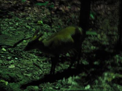 シンガポールのナイトサファリ