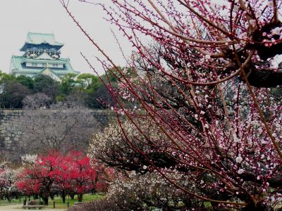 2012.3.15 大阪城の梅林はまだ６分咲きでした。