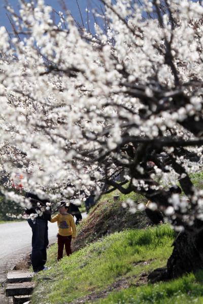 Solitary Journey ［1004］ 約１万３千本の梅の花が２２ｈａのやわらかい山肌を覆っていました。＜牛尾梅林・うめまつり＞佐賀県小城市