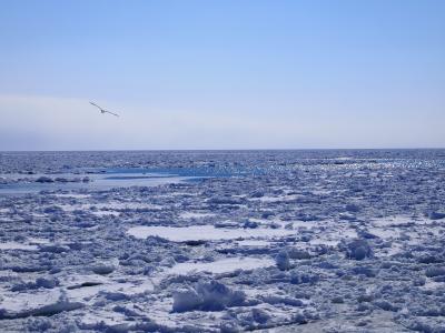 流氷を見に道東へ(^^)/二日目☆後半☆知床羅臼で流氷三昧！！！！！