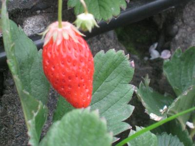 清水でお刺身、デザートは久能山の苺、そして歴史探訪に興津