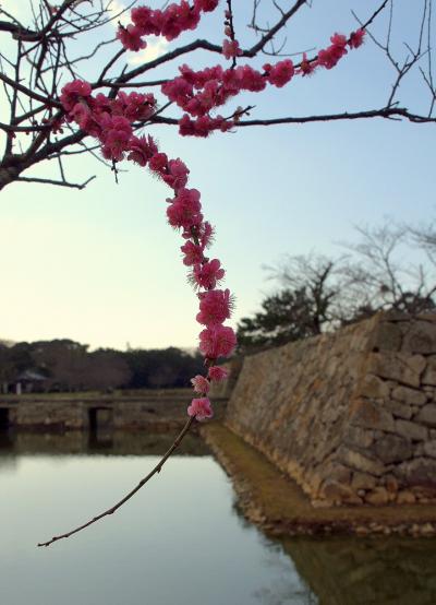 萩・指月公園の梅