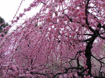 しだれ梅と椿まつり（１）　京都～城南宮～