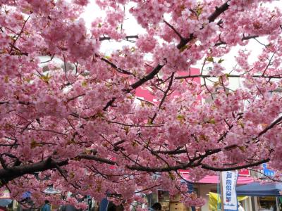 ぶらりと三浦海岸の河津桜を見に