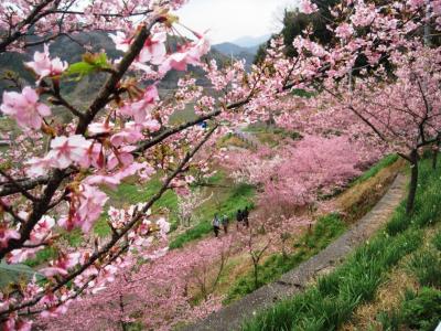 佐久間ダムで花さんぽ　～南房総でいちばんの桜の名所～