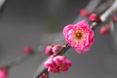 雪の京都(1日目)