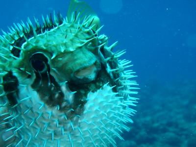 １０回目の沖縄　久米島ダイビングツアー　