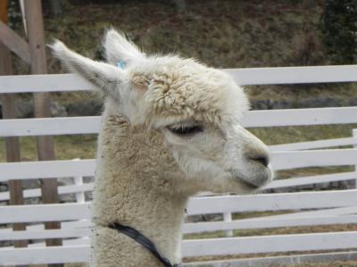 アルパカに会いに　兵庫県～神崎農園公園ヨーデルの森～