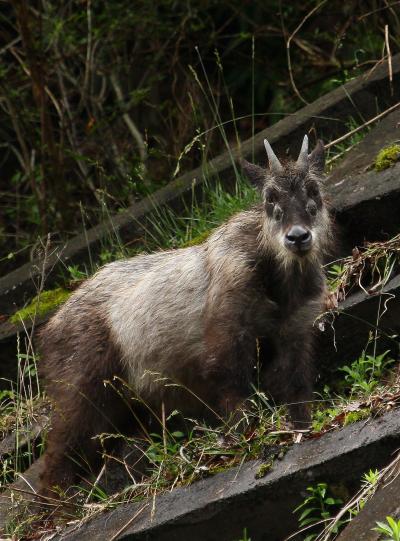 大注目 山梨で出会った野生動物たち』清里・八ヶ岳(山梨県)の旅行記 立体・オブジェ