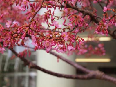 意外な所で　桜花　大崎駅付近で見る　（喜）