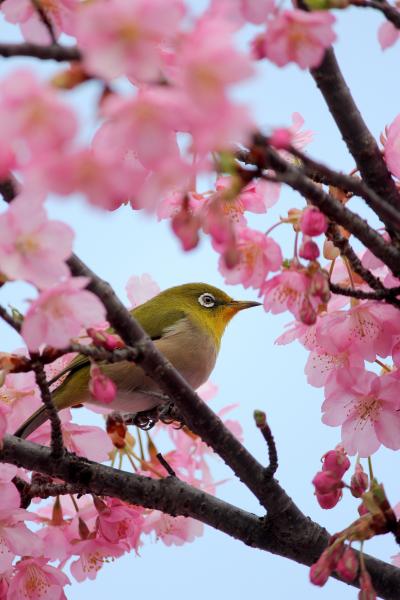 京都を歩く(108)　河津桜にメジロ　春の気配漂う東寺へ　